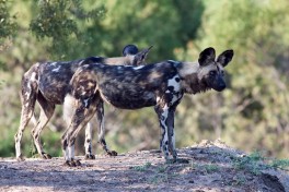 Greater Kruger Safari, wild dogs 