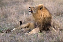 Big 5 Kruger Safari, lion 