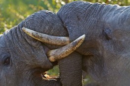 Elephants on Kruger Park Safari 