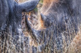 Klaserie, Greater Kruger Safari rhinos 