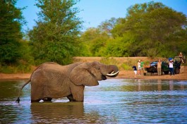 Great Kruger Safari elephant 