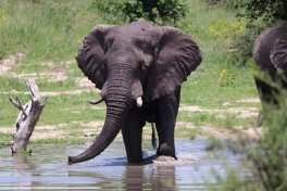 Elephant Drinking Water 
