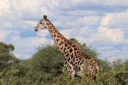 Giraffe in Khwai Area 