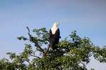 African Fish Eagle over the Okavango Delta