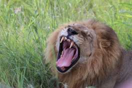 Lion in the Khwai area 