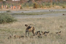 Savuti, Chobe National Park 