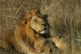 Savuti Lions 