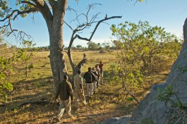 Botswana Bush Walk 