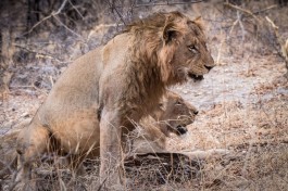Maseke, Greater Kruger Safari lions 