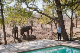 Elephants at Greater Kruger bush camp, South Africa 