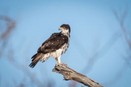 African hawk eagle, Greater Kruger Park 