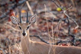 Kruger Park Safari steenbok 