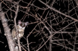 Kruger Park Safari bushbaby 