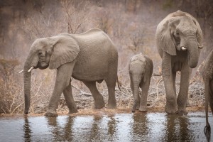 Kruger Safari elephants near camp