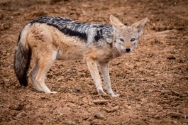Greater Kruger Safari jackal 