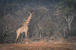 Kruger Safari giraffe sighting 