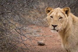 Greater Kruger Safari lion  by Ryan Kilpatrick