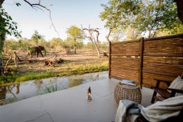 Kruger lodge elephant sighting 