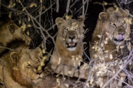 Greater Kruger safari lions 