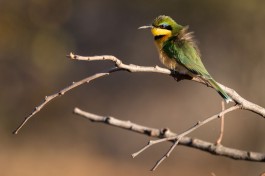 Greater Kruger Safari bee-eater 