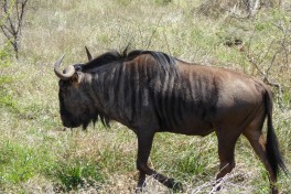 Greater Kruger blue wildebeest  by Regina Hart