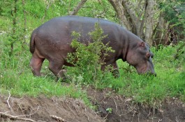 Greater Kruger, Balule hippo  by Bernard Dupont
