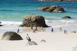 South Africa Tour - Penguins in Cape Town 
