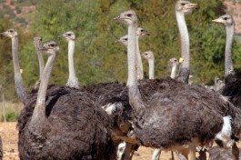 Ostrich Farm, Oudtshoorn in South Africa  by rbosch_380