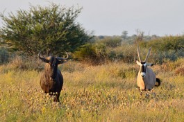 Central Kalahari game 