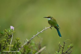 Kalahari birdlife 