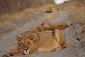 Kalahari lions