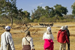 Game walk in Chobe 