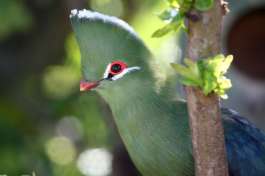 Knysna Turaco  