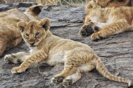 Lions   by Marja Van de Linde