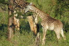 Giraffe in Zambia  by Andy Leskowitz