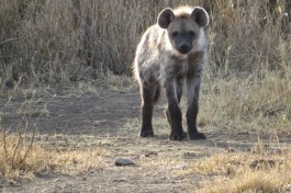 Hyena in Masai Mara  by Andy Leskowitz