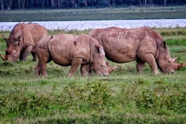 Rhinos in Kenya  by Andy Leskowitz