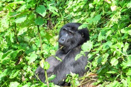 Bwindi gorilla  by Andy Leskowitz