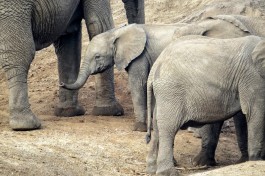 Elephants in East Africa  by Andy Leskowitz