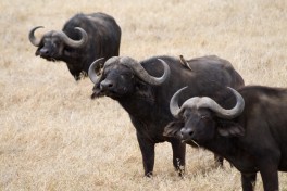 Buffalos  by Stig Nygaard