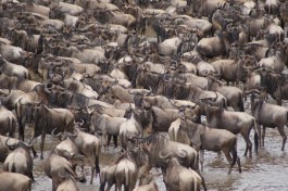 White Bearded Wildebeest in Masai Mara  by Julian Mason