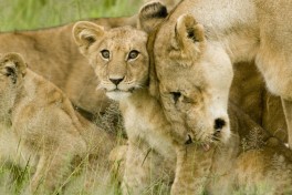 Lions of Serengeti National Park  by David Dennis