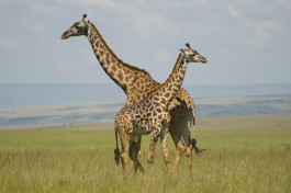 Giraffes in Masai Mara  by Paul Mannix