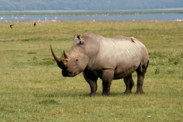 Rhino at Lake Nakuru  by .waldec