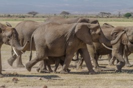 Elephants of Amboseli National Park  by Benh Lieu Song