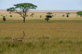 Grant's gazelle in Serengeti  by Colin J. McMechan