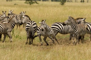 Serengeti zebra by Colin J. McMechan