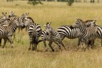 Serengeti zebra  by Colin J. McMechan