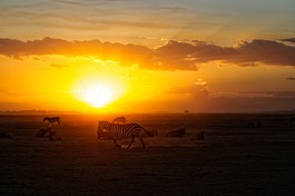 African safari sunset and zebras 