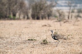 Birdlife, Kenya Family Safari 